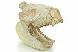 Fossil Oreodont (Merycoidodon) Skull - South Dakota #284203-2